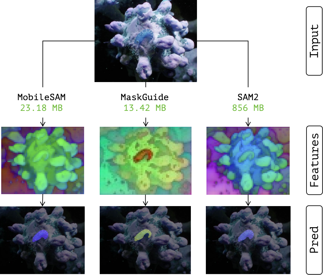 Feature-map and prediction comparison: MaskGuide (13.42 MB) matches SAM 2 (856 MB) feature quality at a fraction of the size, and far surpasses MobileSAM